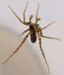 Pardosa pauxilla