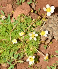 Ranunculus saniculifolius