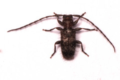 Subinermexocentrus allardi