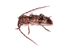 Subinermexocentrus allardi