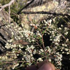 Cryptandra lanosiflora