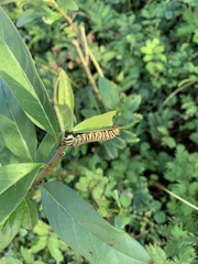 Danaus plexippus