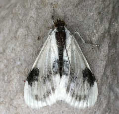 Cliniodes ostreonalis