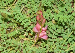 Onobrychis stenorhiza