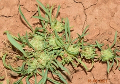 Hohenackeria exscapa