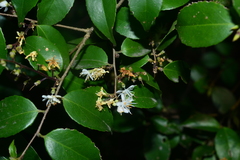 Symplocos sumuntia