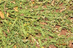 Lepidium navasii