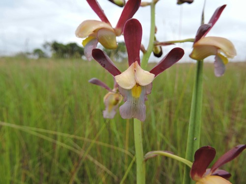 Vlei Harlequin
