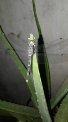 Bradinopyga geminata