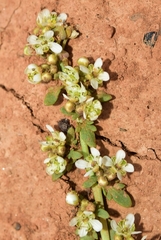 Lepidium navasii