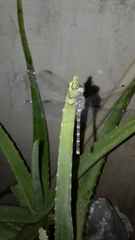 Bradinopyga geminata