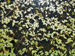 Macrosteles cyane