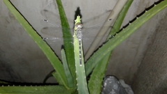 Bradinopyga geminata