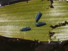 Macrosteles cyane