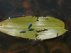 Macrosteles cyane