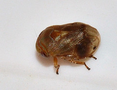 Clastoptera querci