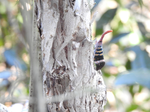 Photo of Red-nosed Lanternfly (Pyrops karenius)