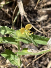 Commelina africana krebsiana