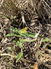 Commelina africana krebsiana