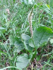 Plantago major