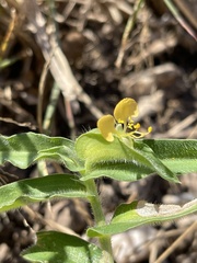 Commelina africana krebsiana