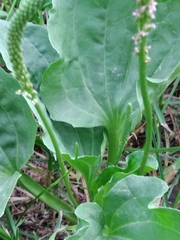 Plantago major