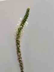 Plantago major