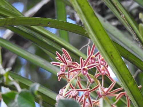 Cymbidium bicolor, photograph 1