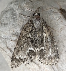 Acronicta fragilis