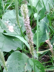Plantago major