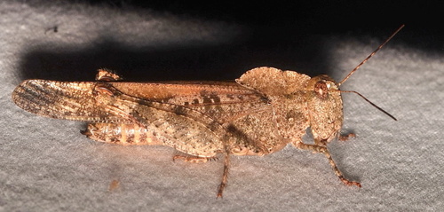 Ridgeback Grasshopper photo 3