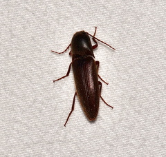 Diplostethus carolinensis