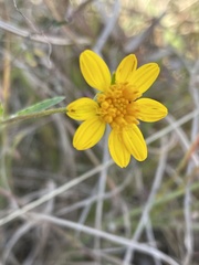 Aspilia mossambicensis