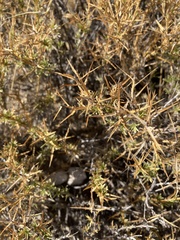 Hecastocleis shockleyi
