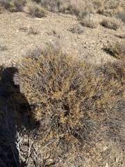 Hecastocleis shockleyi