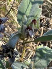 Melhania forbesii