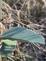 Melhania forbesii