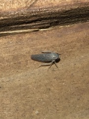 Chlorotettix necopinus