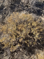 Hecastocleis shockleyi