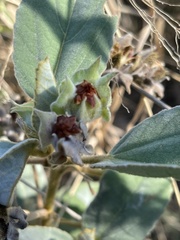 Melhania forbesii