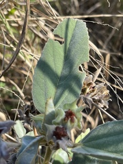 Melhania forbesii