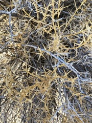 Hecastocleis shockleyi
