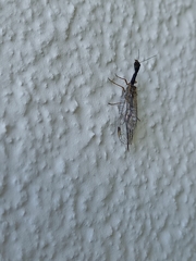 Raphidiinae