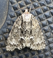 Acronicta fragilis