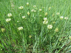 Astragalus austrosibiricus