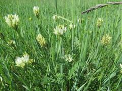 Astragalus austrosibiricus