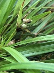 Carex backii