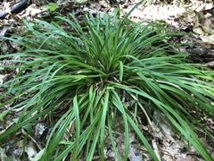 Carex backii