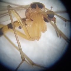 Leptomorphus hyalinus