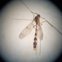 Leptomorphus hyalinus